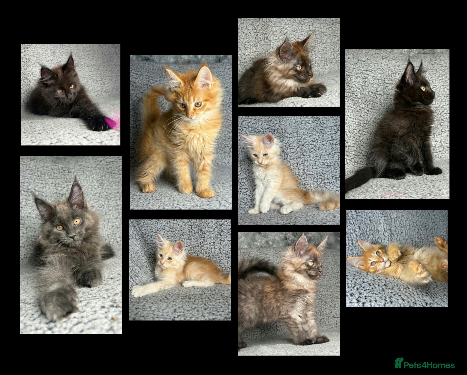 Maine Coon cats GCCF Maine Coon Kittens.  - Advert 1
