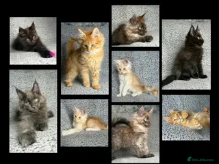 Maine Coon cats GCCF Maine Coon Kittens. - Advert 7