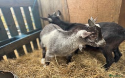 Goats livestock for sale: billy pygmy goats - Image 4