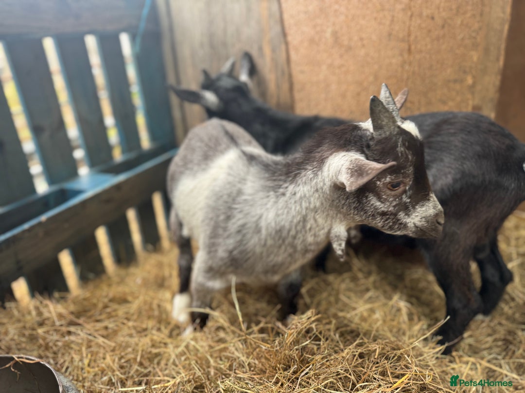 Goats livestock for sale: billy pygmy goats - Image 4