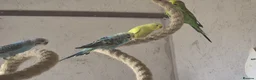 Budgerigars birds for sale: Aviary Budgerigars - Advert 1