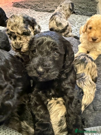 Sproodle dogs - Advert 4