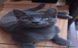 Mixed Breed cats for sale: Beautiful Kittens – One Grey Boy & Two girls - Image 7