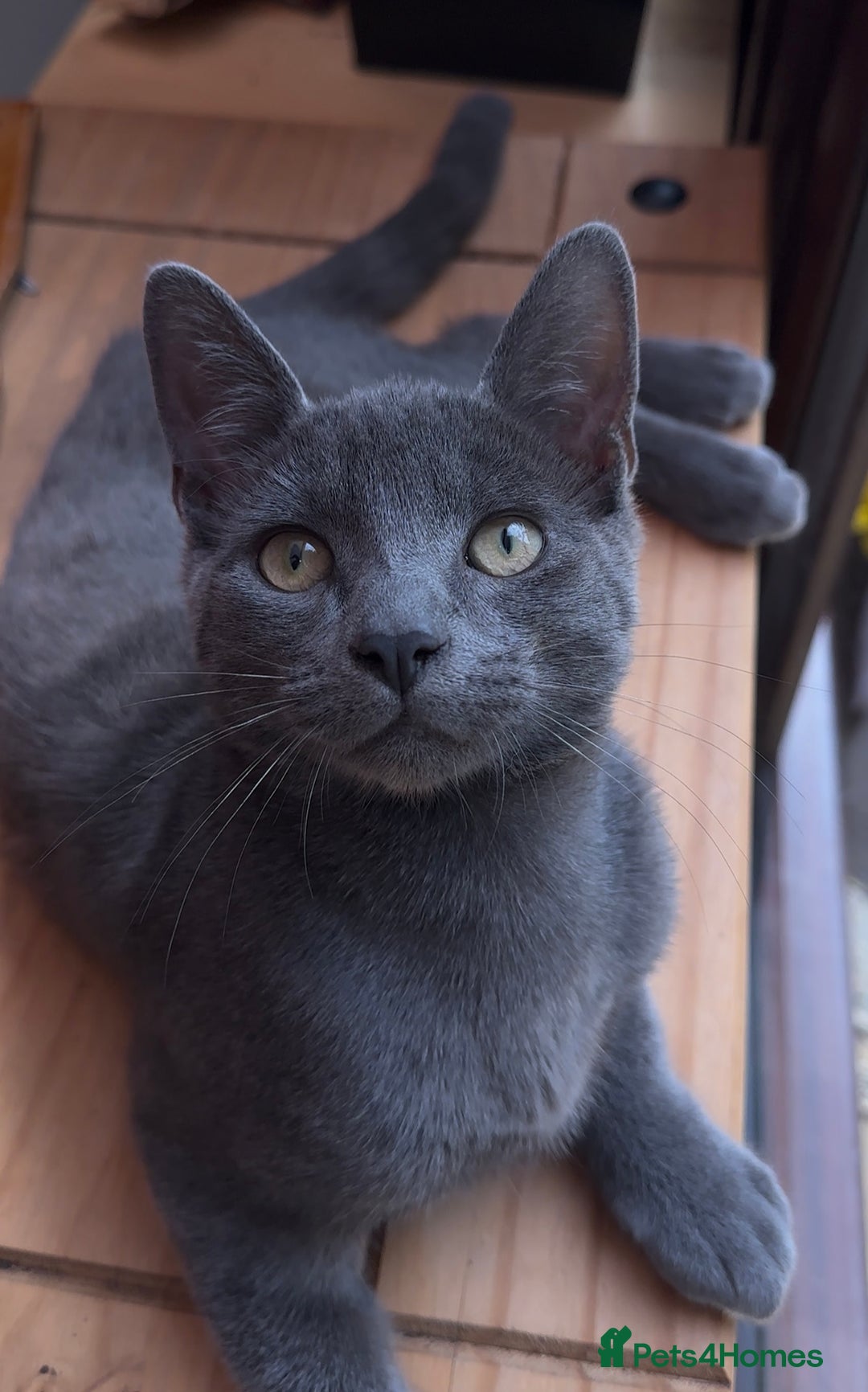 Mixed Breed cats for sale: Beautiful Kittens – One Grey Boy & Two girls - Image 7