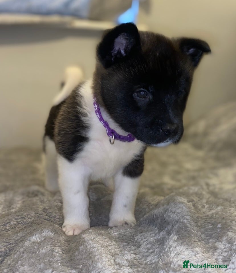 Akita dogs Beautiful American Akita Puppies 9 Boys 3 Females  - Advert 14