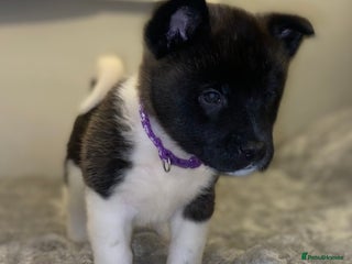 Akita dogs Beautiful American Akita Puppies 9 Boys 3 Females - Advert 14