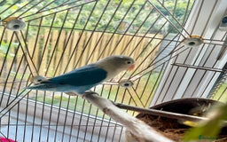 Lovebirds birds for sale: Beautiful Pair of Colorful Lovebirds –Blue & Green - Image 3