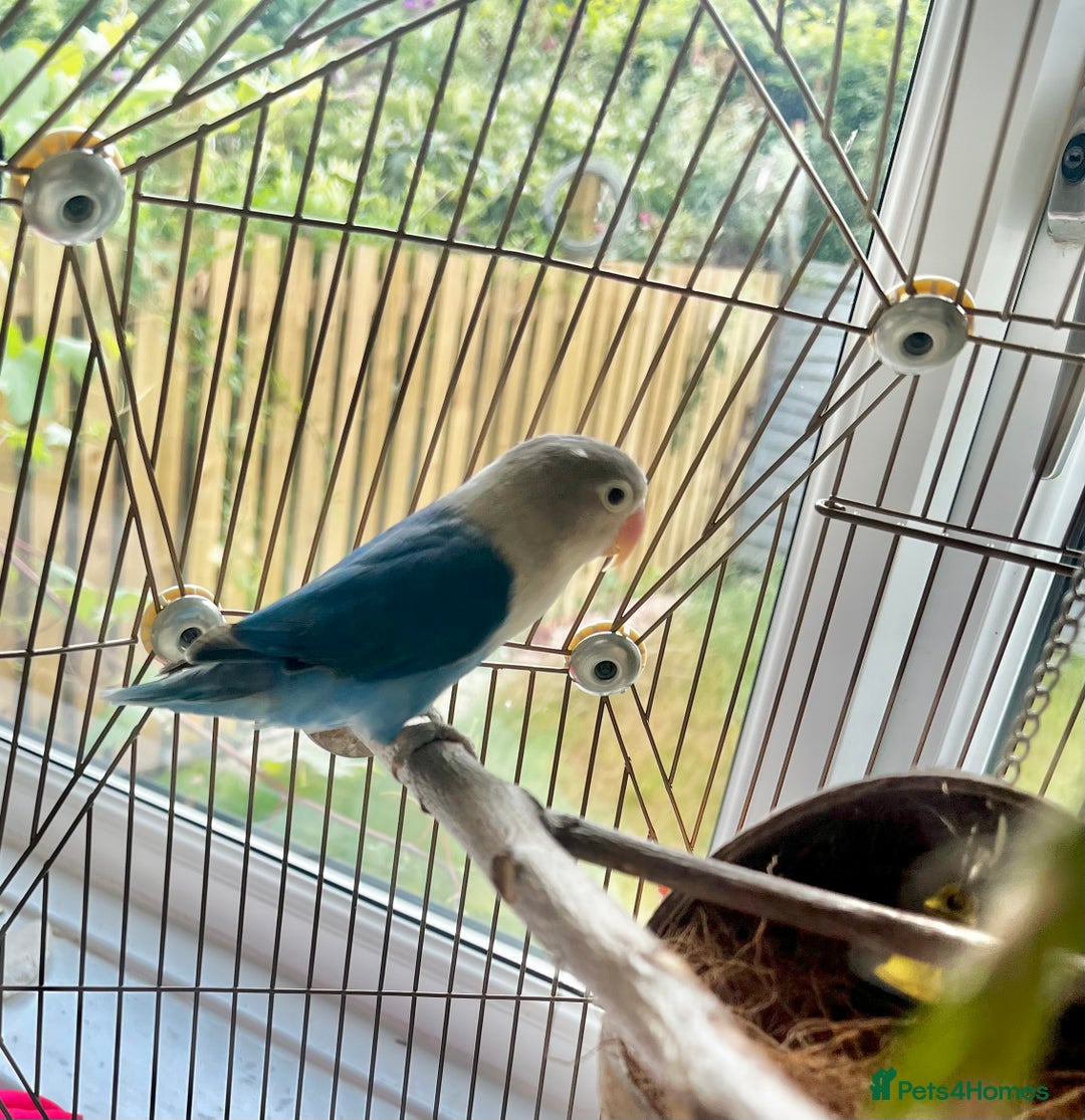 Lovebirds birds for sale: Beautiful Pair of Colorful Lovebirds –Blue & Green - Image 3