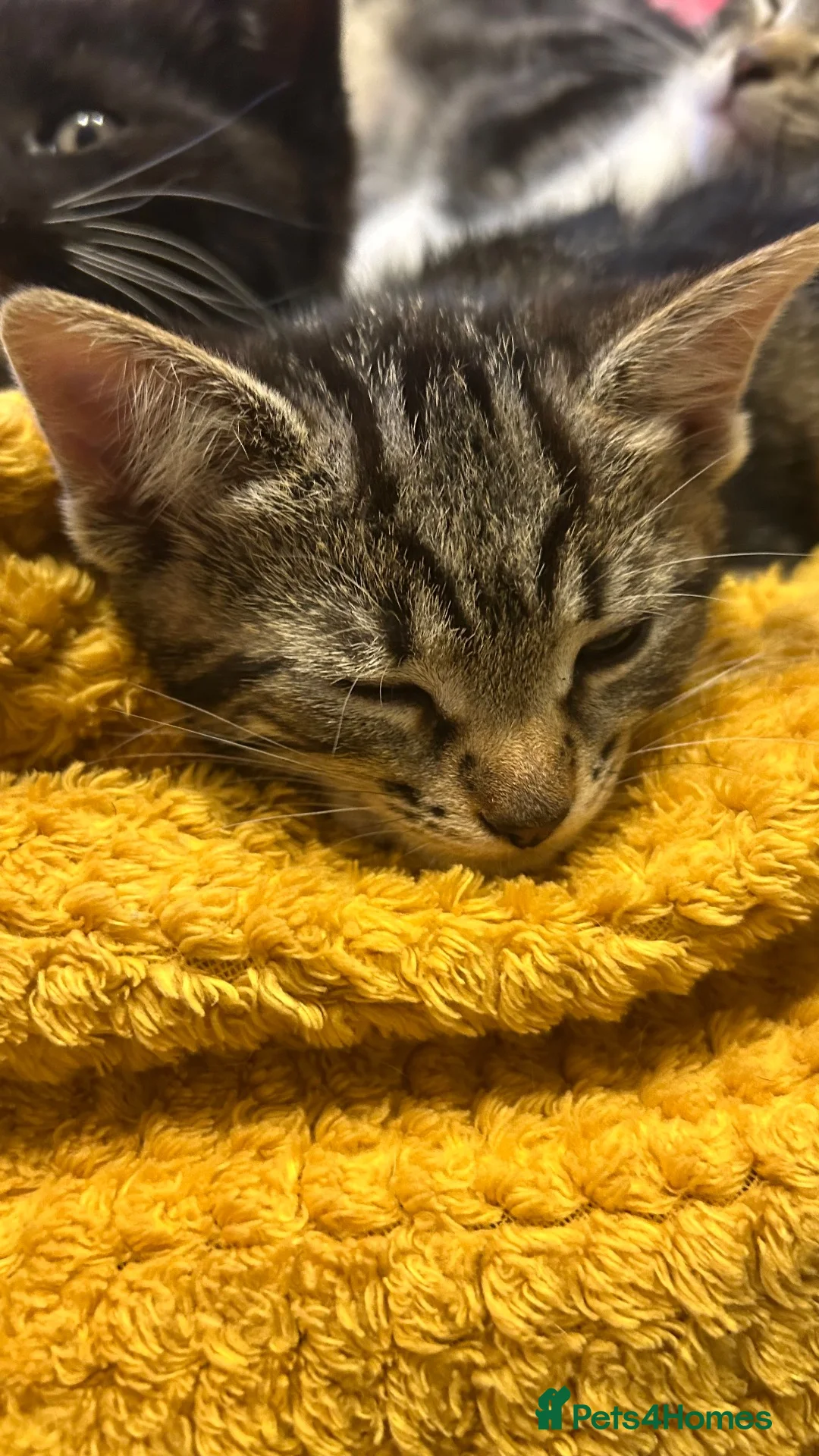 Mixed Breed cats for sale: 🐱 Adorable Kittens Looking for Loving Homes! 🏡❤️ - Advert 2