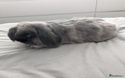 Mini Lop rabbits for sale: 2 female 1 male to be rehomed  - Image 4