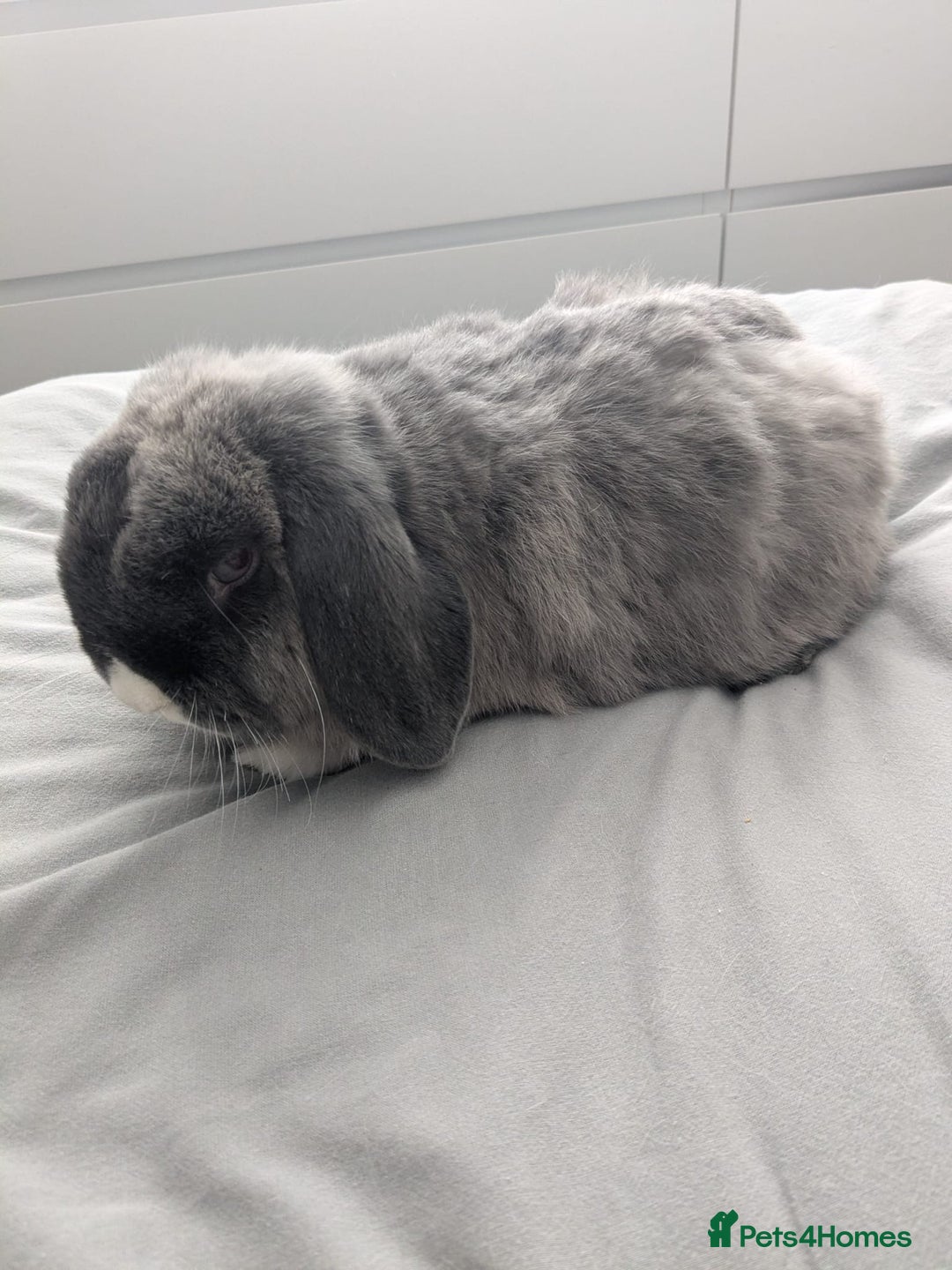 Mini Lop rabbits for sale: 2 female 1 male to be rehomed  - Image 4