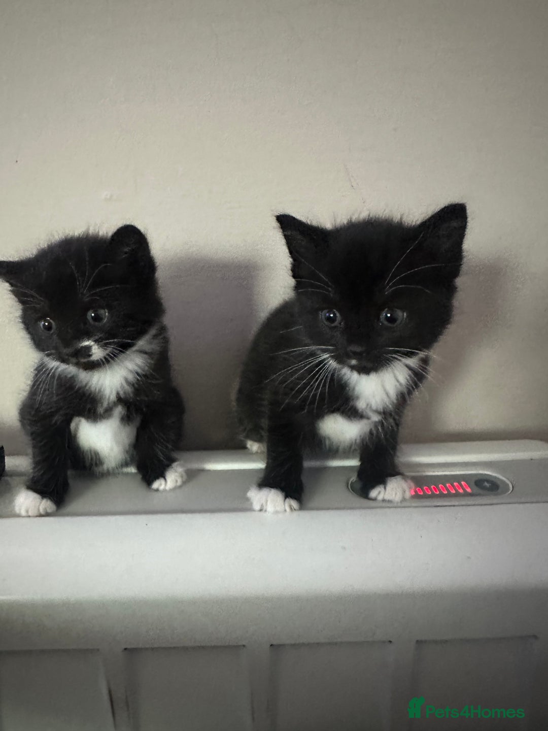 Mixed Breed cats for sale: 2 Black with a little bit of white cats (sisters) - Advert 4