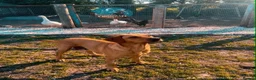 Labrador Retriever dogs for sale: working line Labrador retriever  - Advert 29