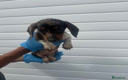 Miniature Dachshund dogs for sale: 2 male mini dachshund  - Image 2