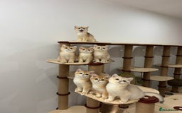 British Shorthair cats for sale: British Shorthair Golden kittens    - Image 7