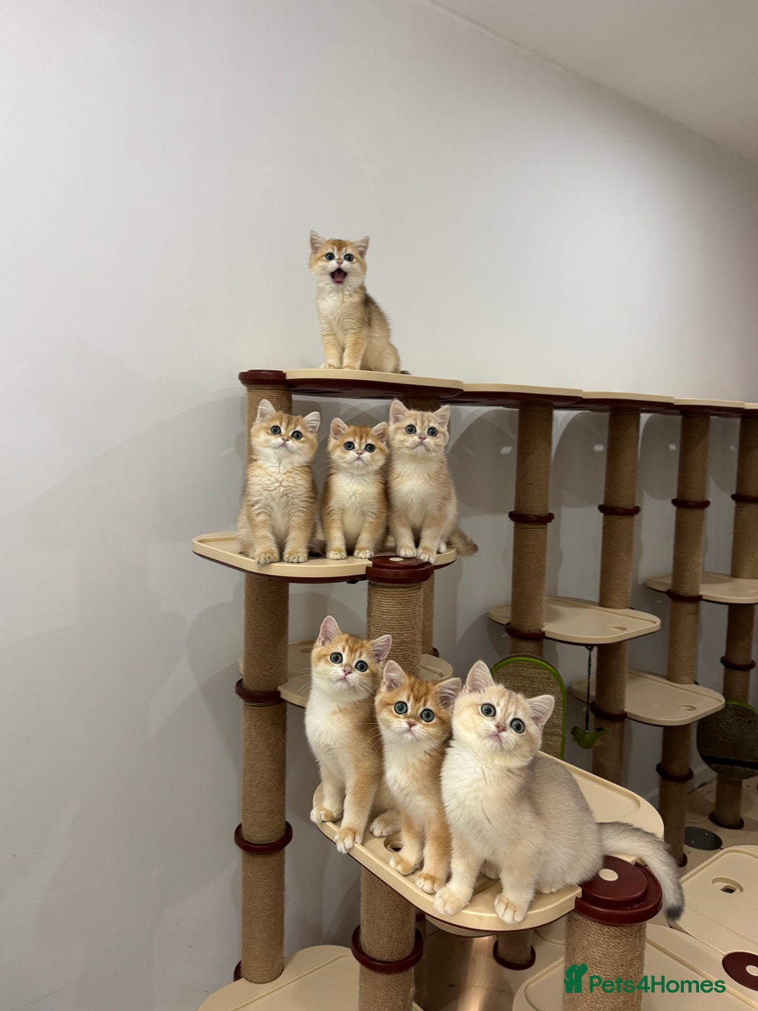 British Shorthair cats for sale: British Shorthair Golden kittens    - Image 7