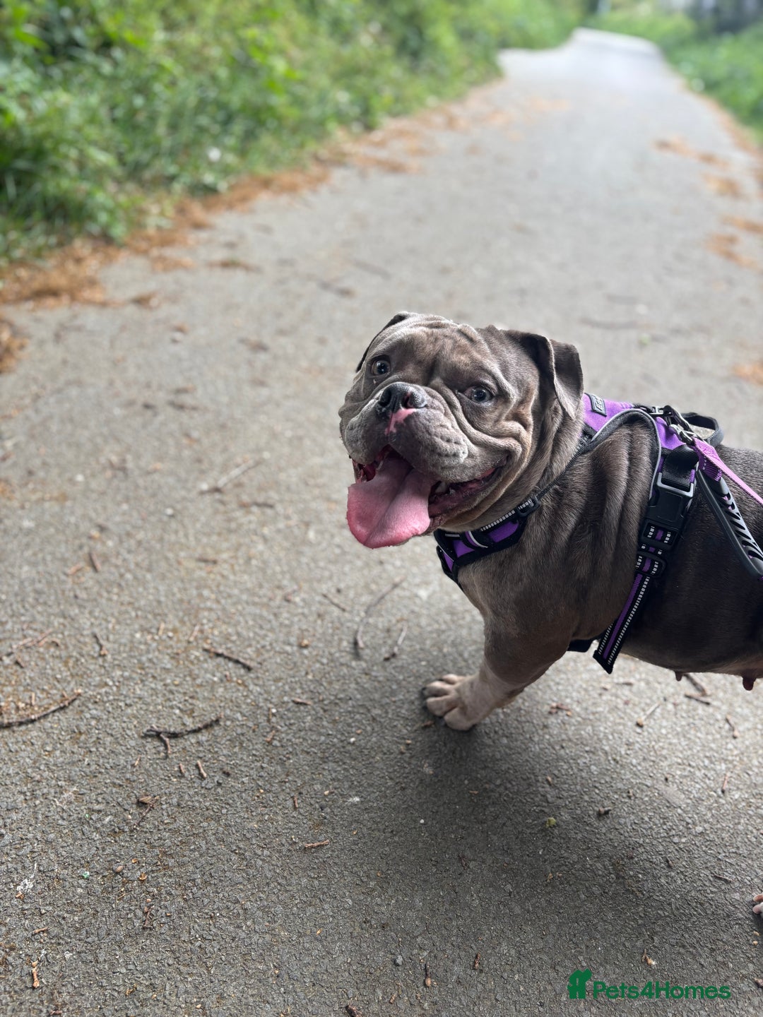 Mixed Breed dogs for sale: 3Year old female blue merle exotic bully - Image 1