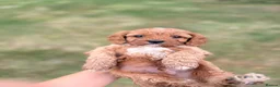 Cavapoo dogs for sale: Beautiful Cavapoo Litter of five for sale.  - Advert 18