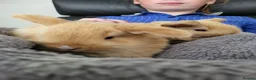 Mini Lop rabbits for sale: Mini Lop Bunnies ready for reserve - Advert 17