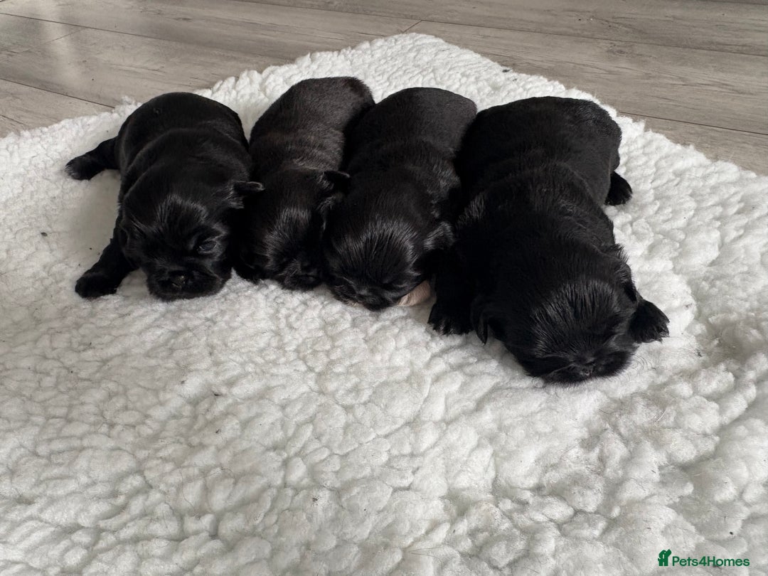 Shih Tzu dogs for sale: Shih tzu puppies for sale  - Image 9