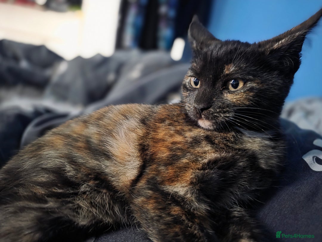 Maine Coon cats for sale: Mix Maine Cone kittens  - Image 6