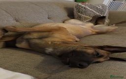 Belgian Shepherd Dog dogs for sale: Belgian Malinois Bitch - Image 4