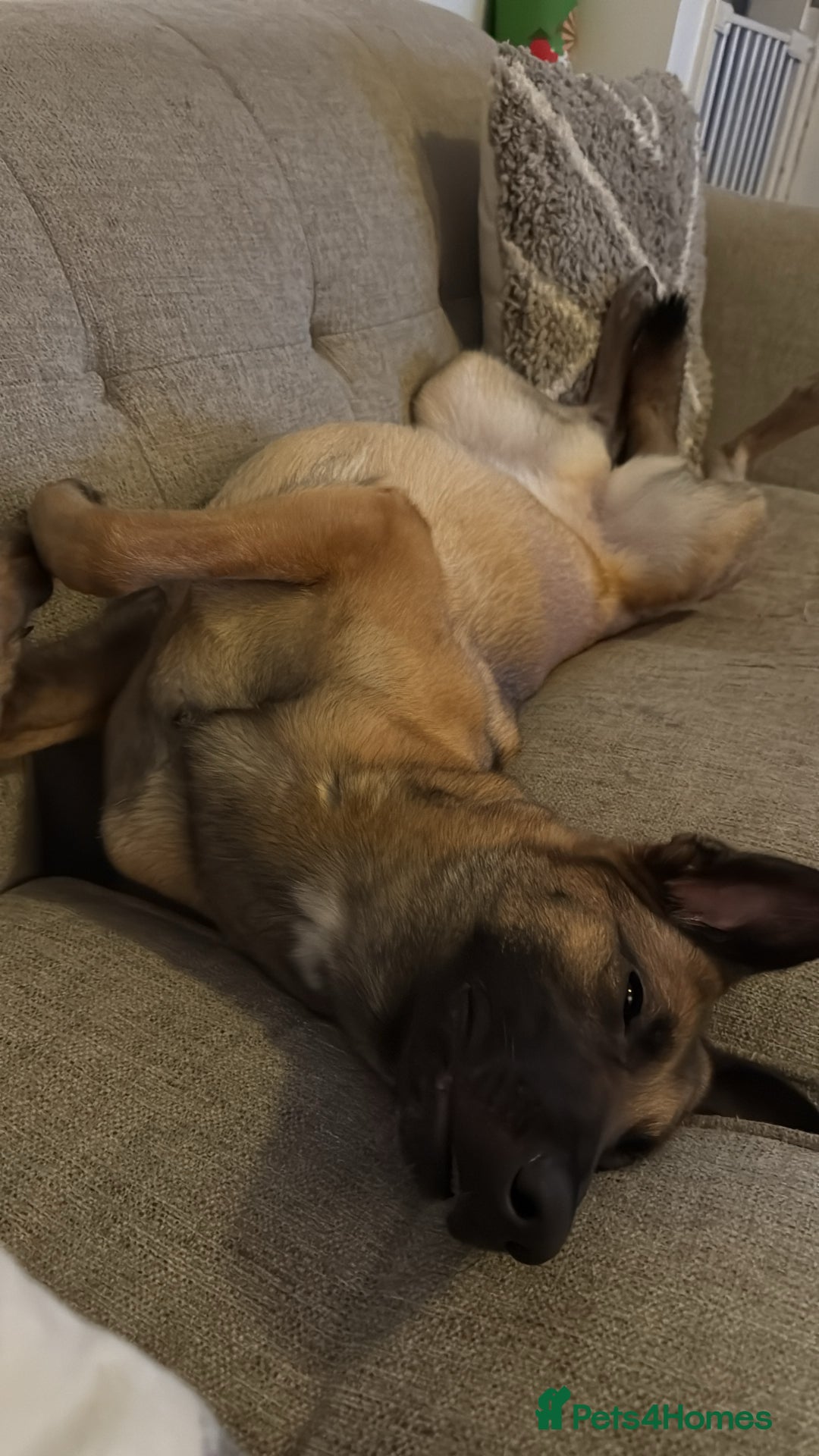 Belgian Shepherd Dog dogs for sale: Belgian Malinois Bitch - Image 4