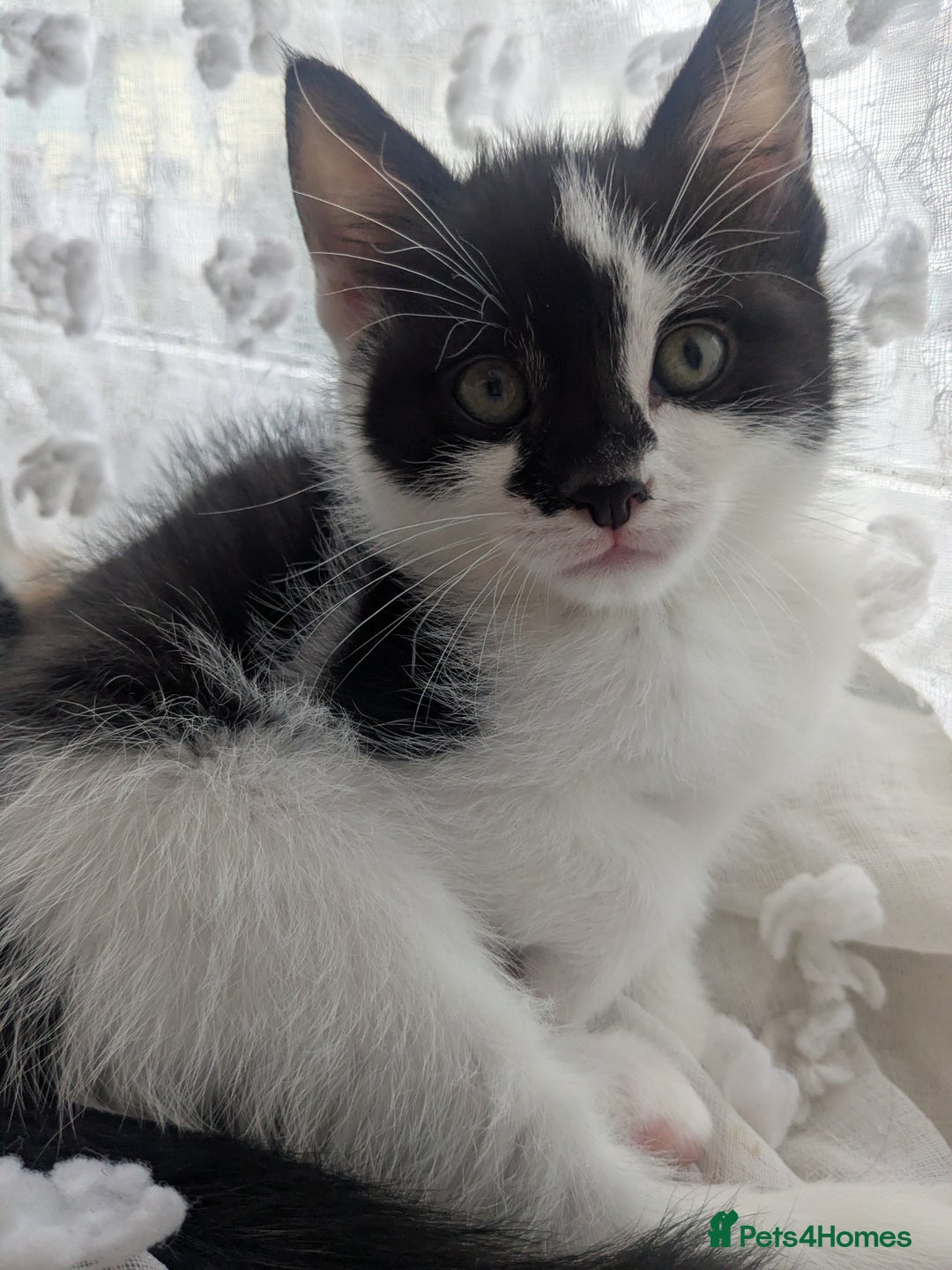 Mixed Breed cats for sale: Ready to leave kittens - Image 3