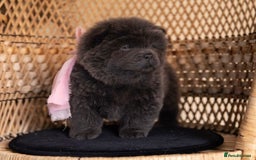 Chow Chow dogs for sale: Beautiful KC registered Chow Chow puppies  - Image 12