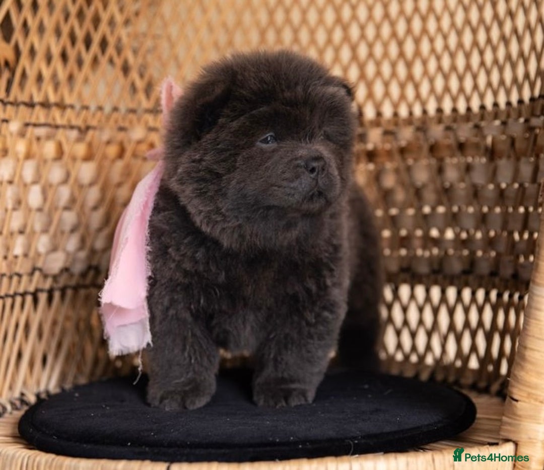 Chow Chow dogs for sale: Beautiful KC registered Chow Chow puppies  - Image 12
