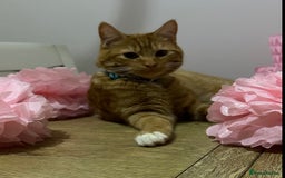 Domestic Shorthair cats for sale: 2 Beautiful ginger cats must stay together. - Image 7