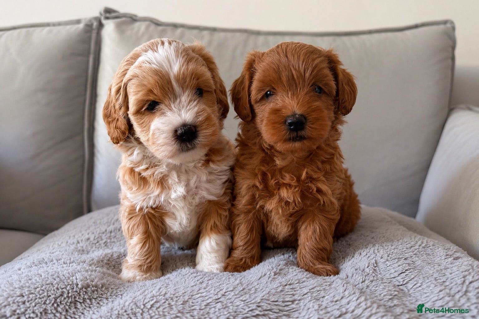 Shihpoo dogs Two Beautiful Shihpoo Puppies looking for home🏡  - Advert 2