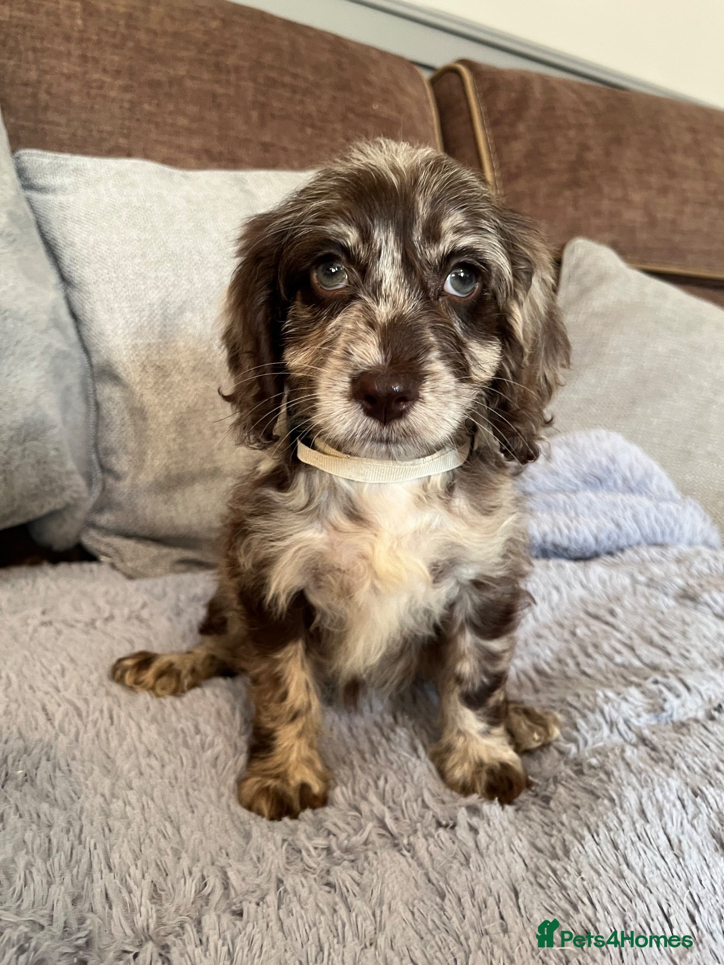 Cockapoo dogs 💙Beautiful,super friendly,Cockapoo F1 Puppies  - Advert 3