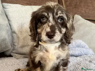 Cockapoo dogs 💙Beautiful,super friendly,Cockapoo F1 Puppies - Advert 3
