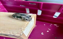Hamster rodents for sale: Female winter white dwarf hamsters - Image 15