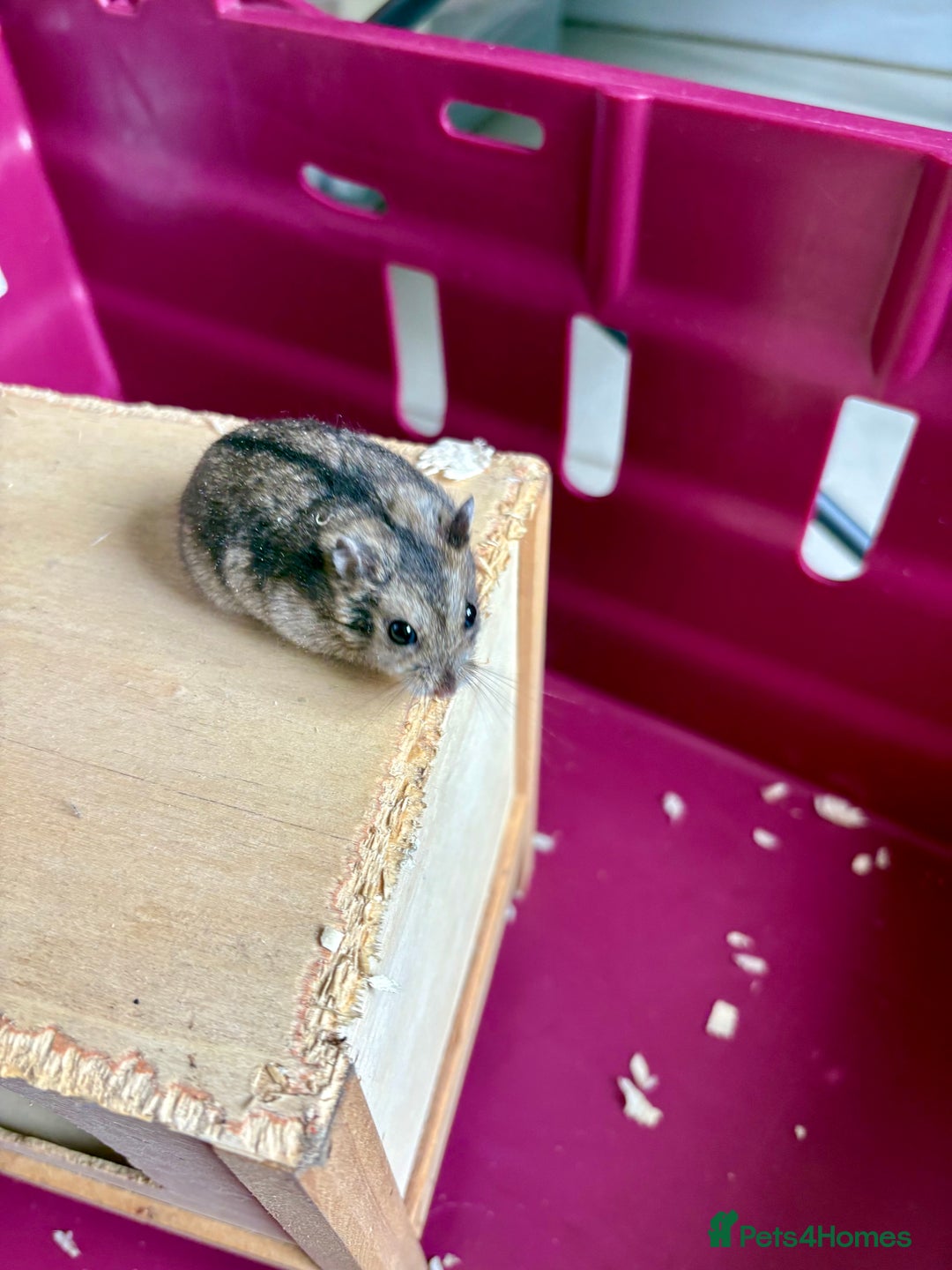 Hamster rodents for sale: Female winter white dwarf hamsters - Image 15