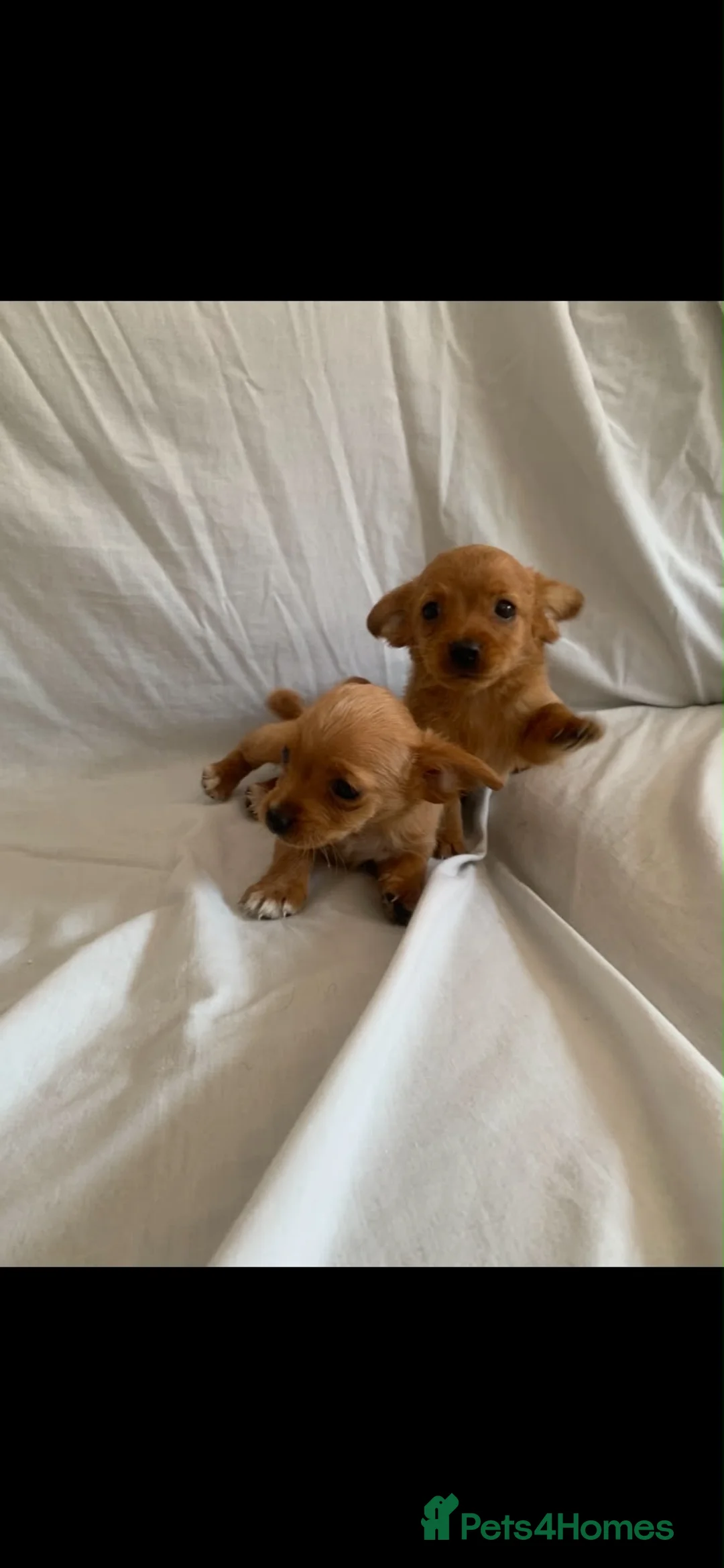 Mixed Breed dogs for sale: 3 Beautiful Jack Russell’s in Leeds - Advert 7