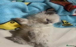 Ragdoll cats for sale: 5 blue eye fluffy ragdoll kittens  - Image 15