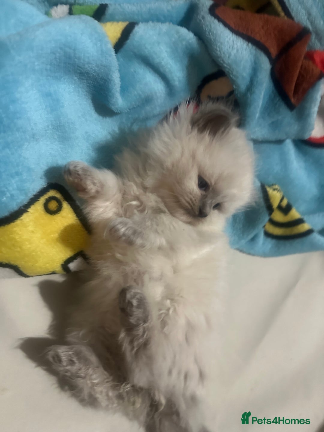 Ragdoll cats for sale: 5 blue eye fluffy ragdoll kittens  - Image 15
