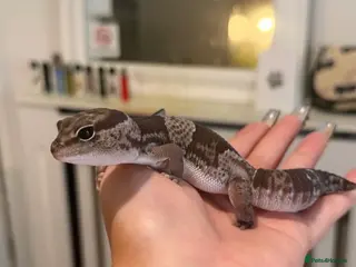 Gecko reptiles African Fat Tailed Gecko - Advert 1