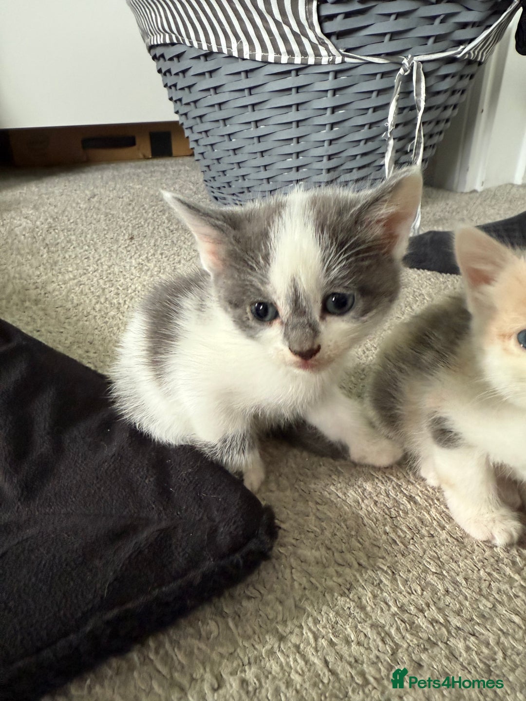 Mixed Breed cats for sale: 6 gorgeous kittens ready 14.09. 4 males, 2 females - Image 12