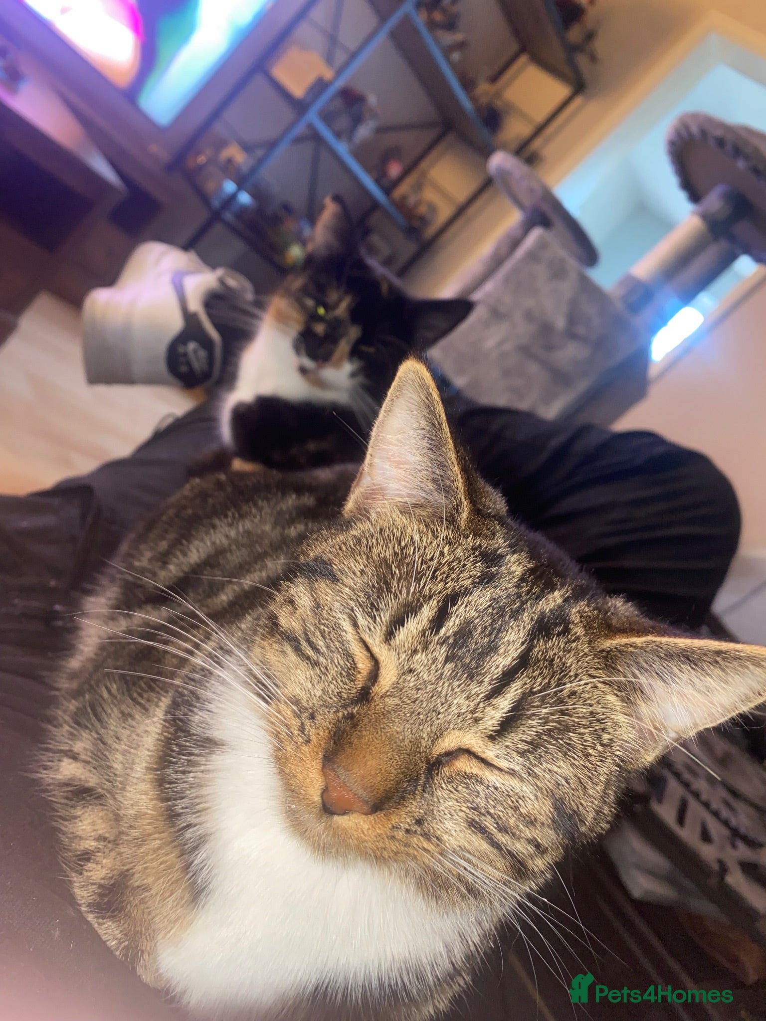 Mixed Breed cats Tabby and calico  - Advert 1