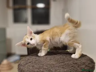 Balinese cats Stunning longhair cream and White bicolour boy - Advert 2