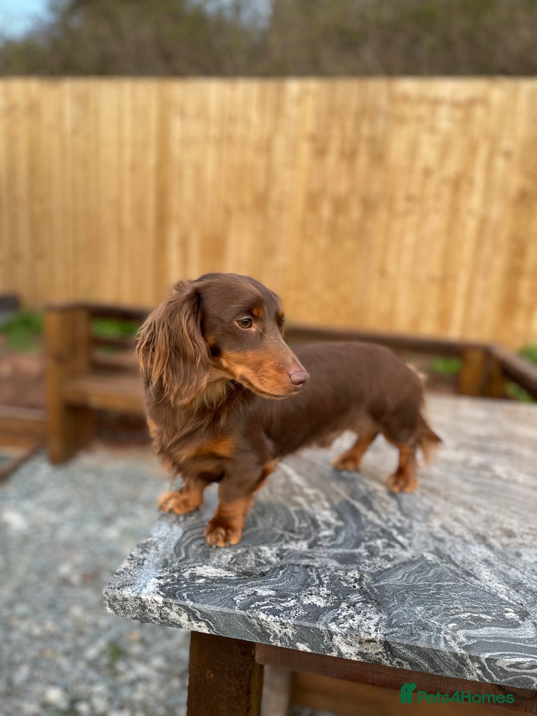 Miniature Dachshund dogs for stud: Choc & Tan LONGHAIR Mini Dachshund STUD PRINCETON - Image 2