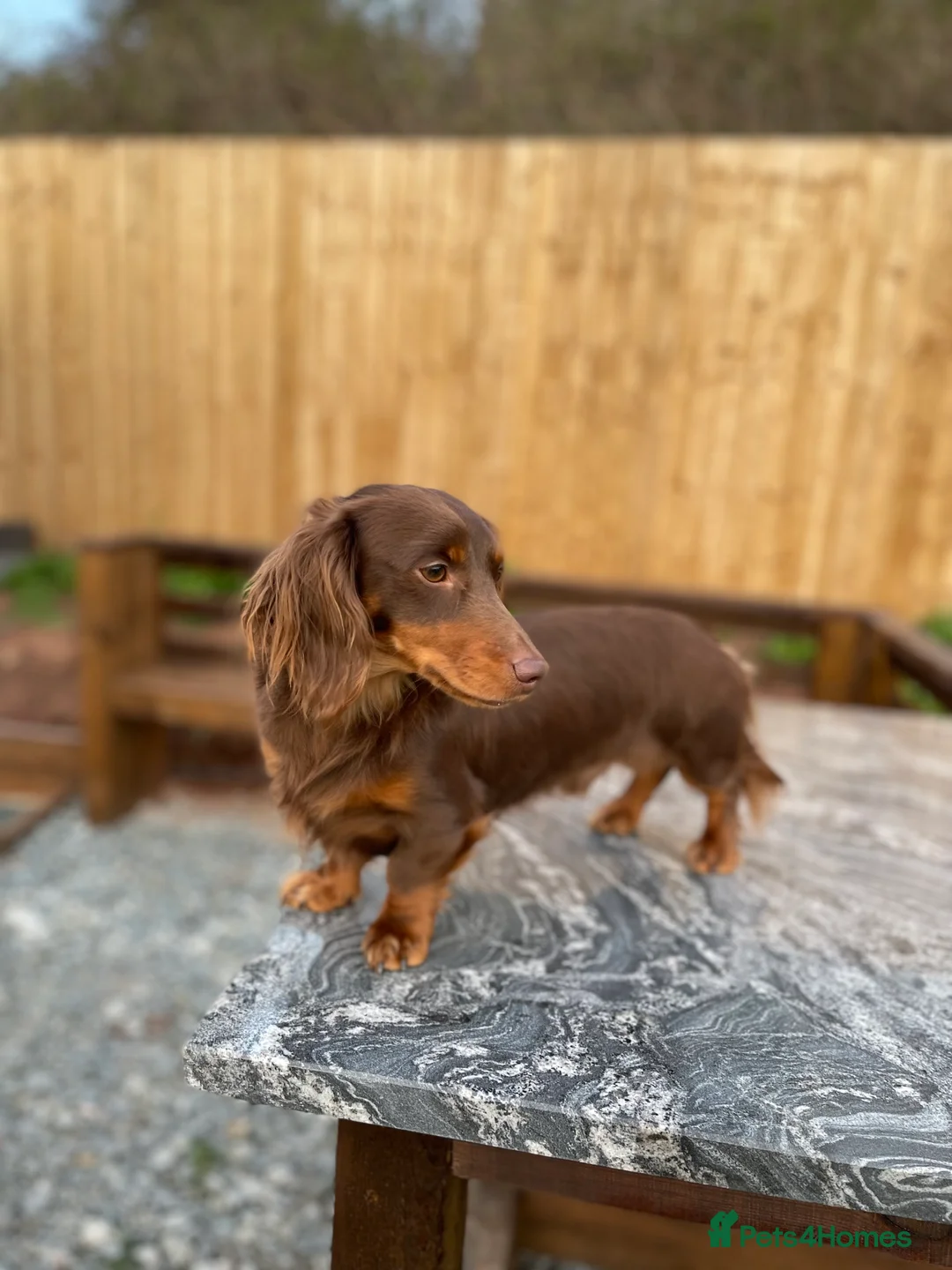 Miniature Dachshund dogs for stud: Choc & Tan LONGHAIR Mini Dachshund STUD PRINCETON - Advert 2