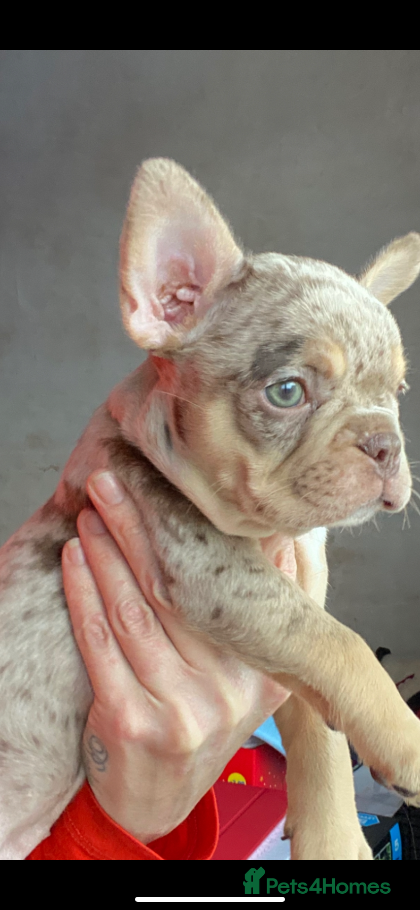 French Bulldog dogs Beautiful French bulldog puppies  - Advert 9