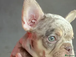 French Bulldog dogs Beautiful French bulldog puppies - Advert 9