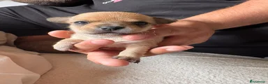 Chihuahua Puppy 2