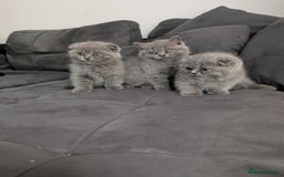 British Longhair cats for sale: British shorthair - Image 16