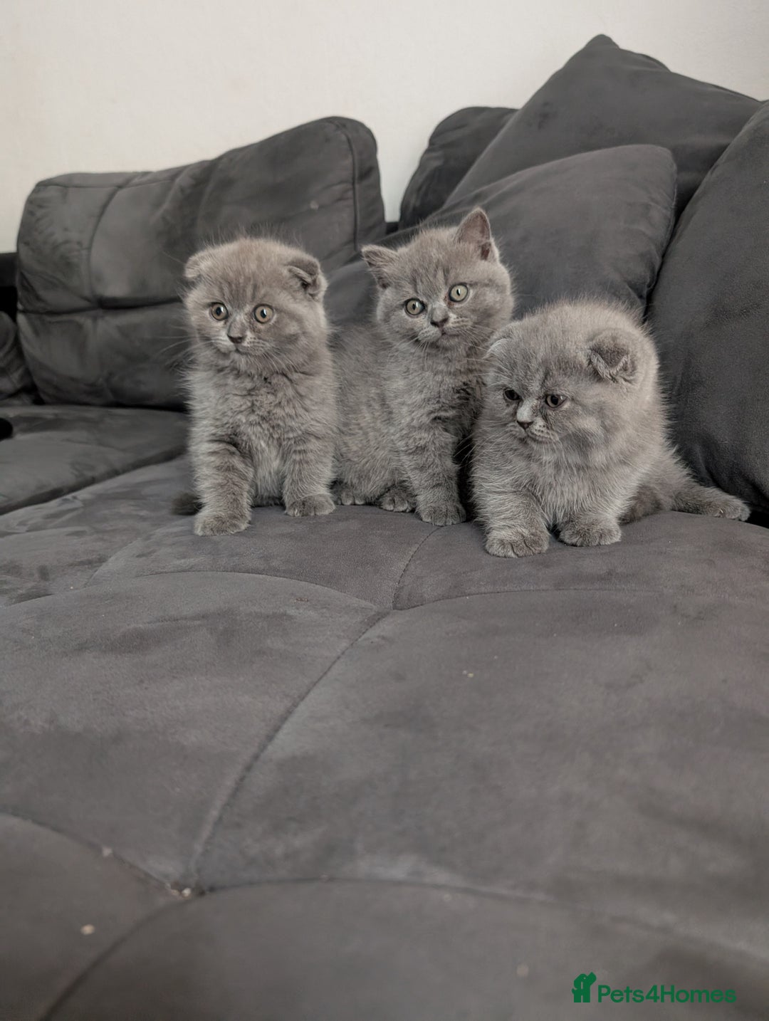 British Longhair cats for sale: British shorthair - Image 16